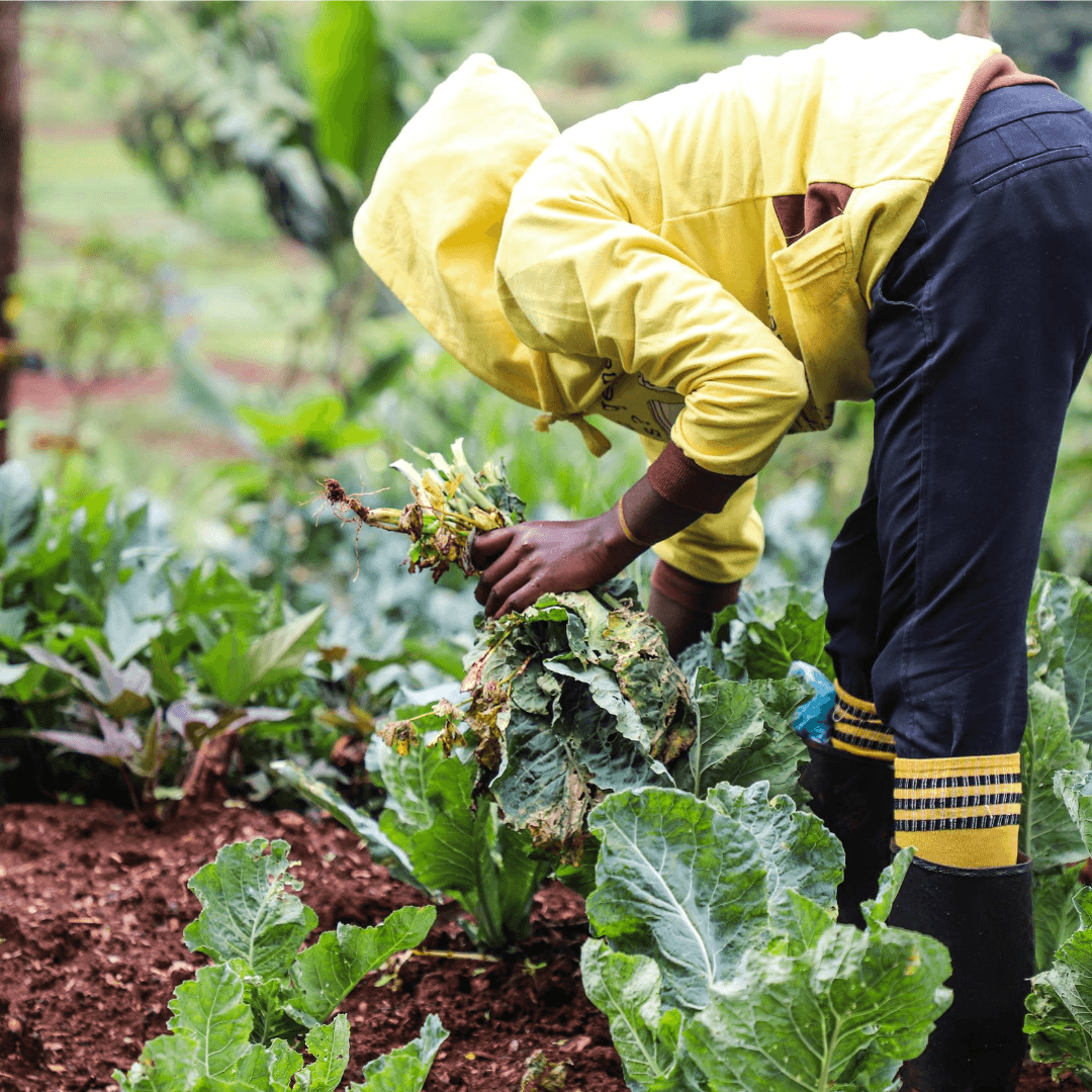 Farm to Feed raises $1.5 million to give imperfect farm produce a market